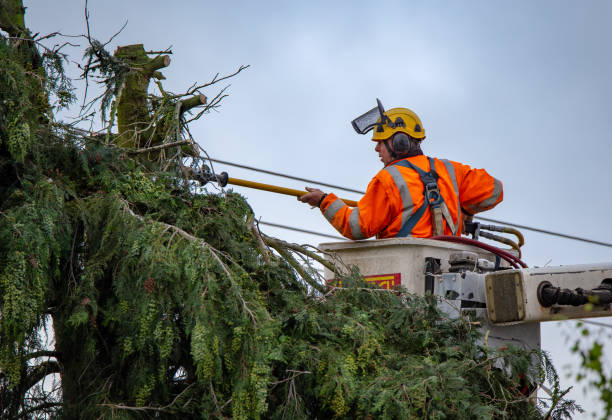 Professional Tree Care in Florin, CA