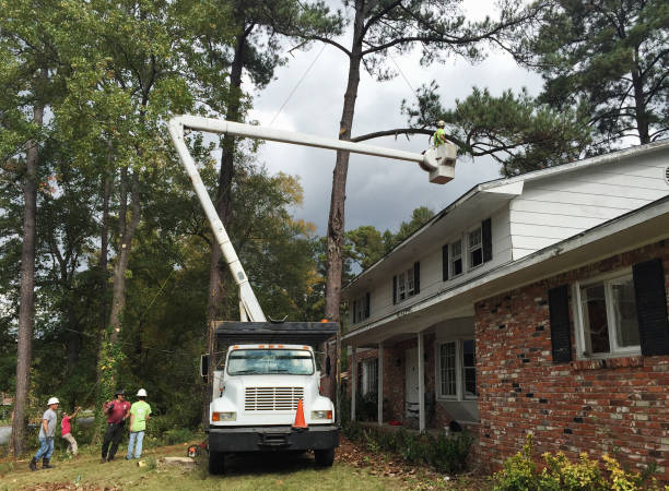 How Our Tree Care Process Works  in  Florin, CA