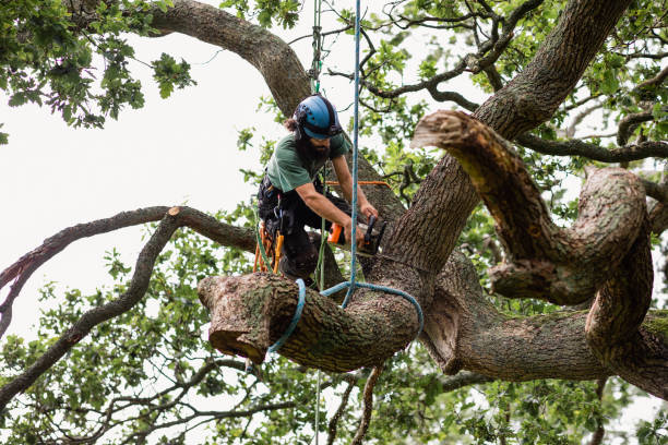 Best Tree Cabling and Bracing  in Florin, CA