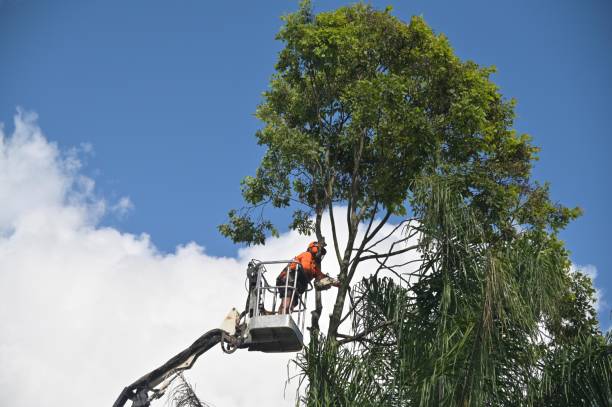 Best Tree Preservation Services  in Florin, CA