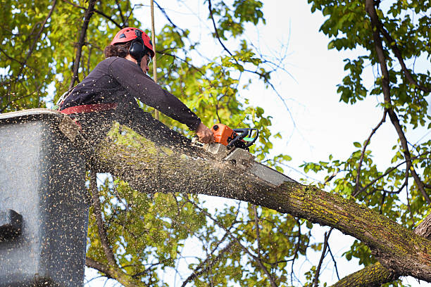 Best Fruit Tree Pruning  in Florin, CA