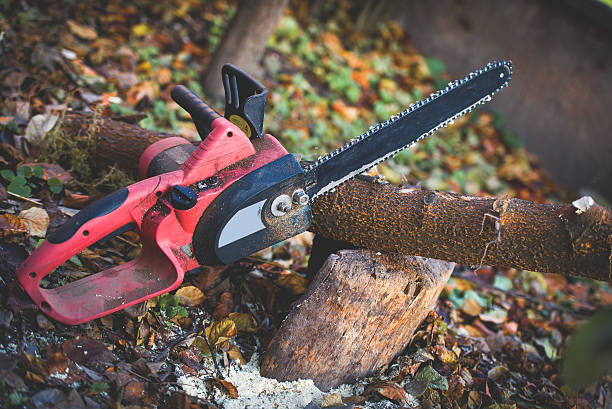 Best Arborist Consultation Services  in Florin, CA